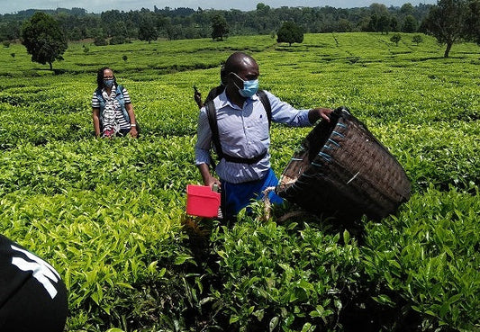 M-Chai Tea Harvesting Machine (Battery Powered)