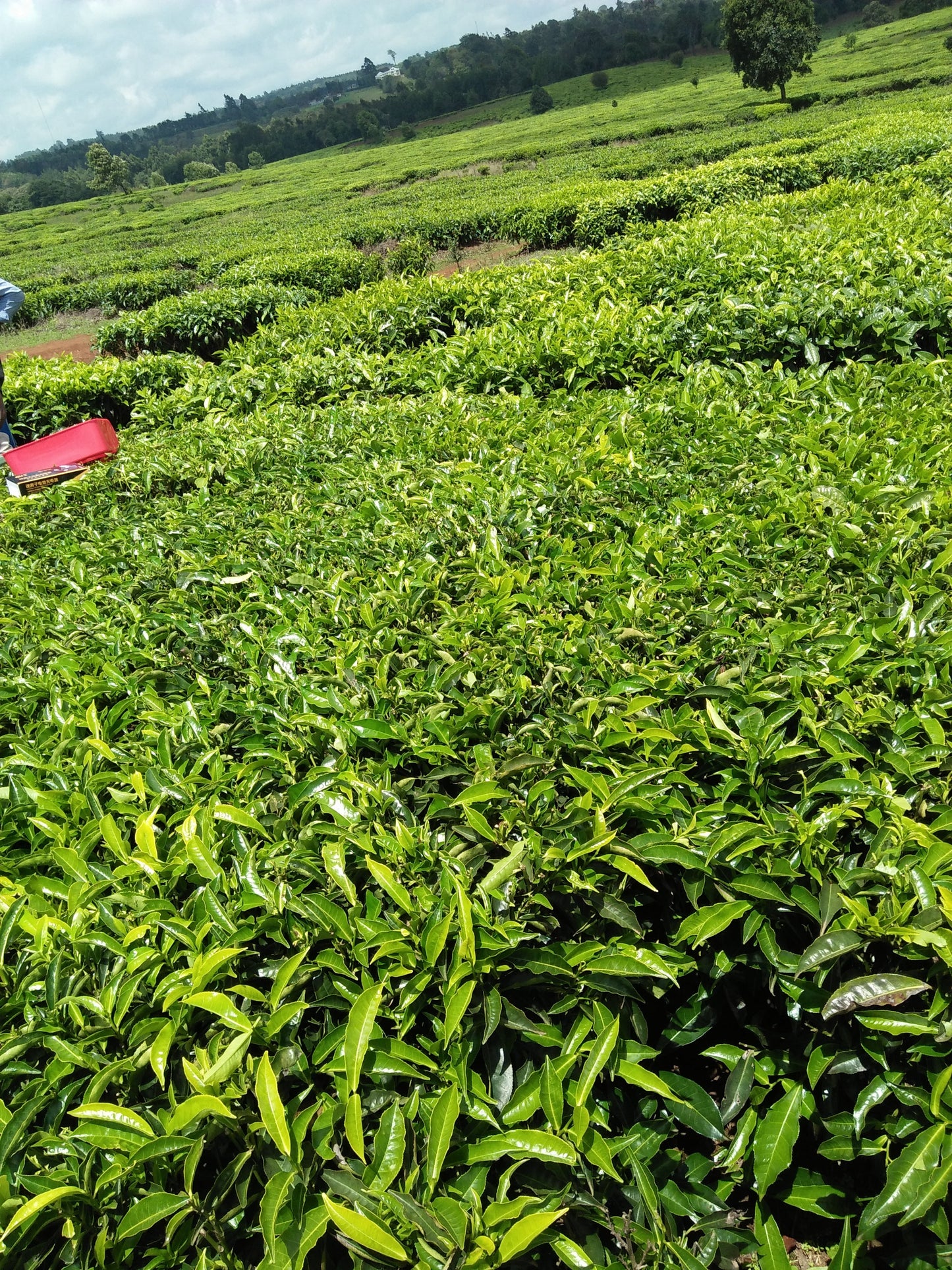 M-Chai Tea Harvesting Machine (Battery Powered)