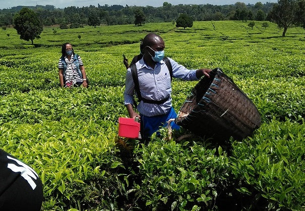 Tea Harvesting Machine