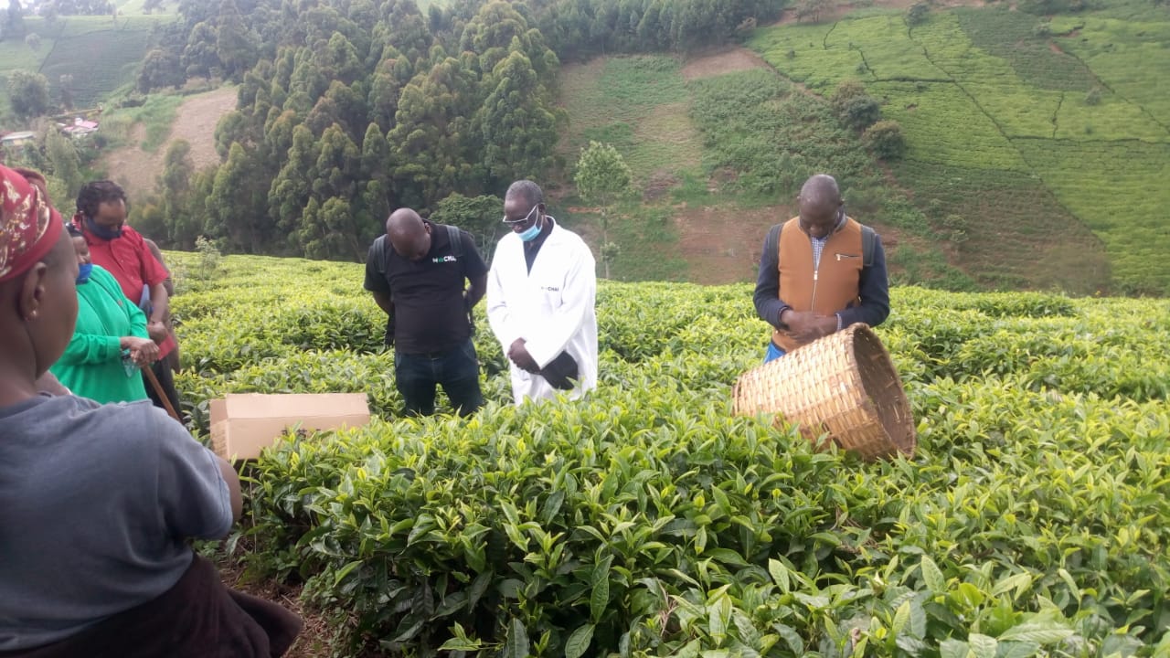 Mchai is currently the best tea harvester machine in Kenya